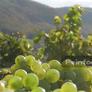 Weingut Kochan & Platz GbR,利塞尔酒庄